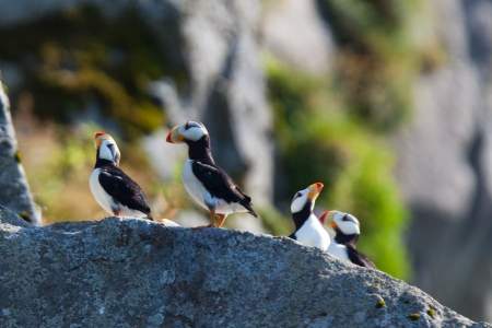 Birding Locations in Unalaska