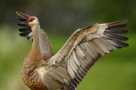 Sandhill craneskachemak bay sandhill crane sandy powell Sandy Powell