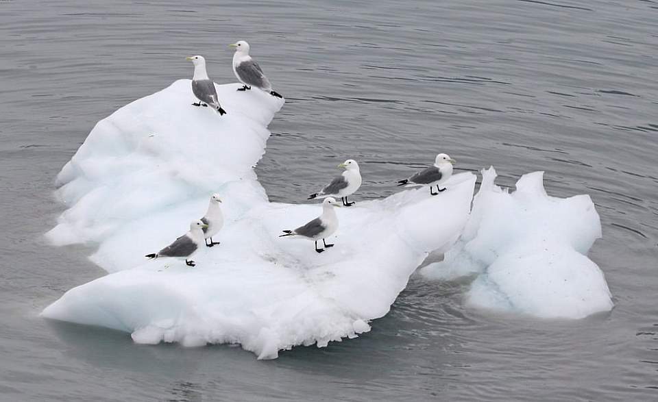 Black-legged Kittiwakes resting on ice floe