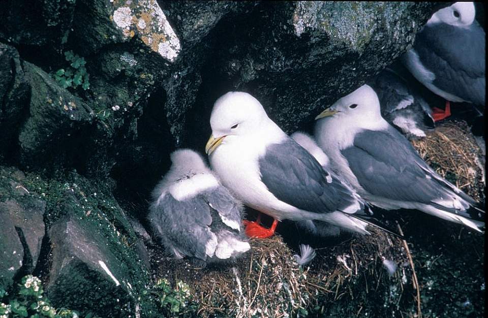 Nesting Kittiwakes