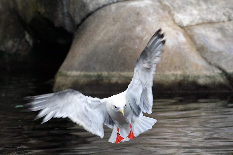 Kittiwake in flight