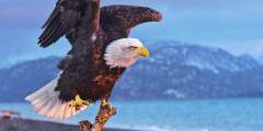 Eagle viewing spots alaska Homer Spit Bald Eagle Jeremiah Fisher Jeremiah Fisher