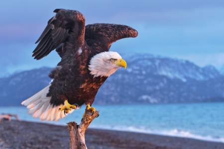 Eagle viewing spots alaska Homer Spit Bald Eagle Jeremiah Fisher Jeremiah Fisher