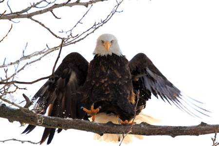 Ketchikan Eagle Viewing: 30 Eagle's Nests You Can See