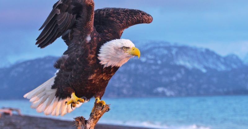 Amazing Bald Eagle Pictures: Watch Our Video to Learn More - bird