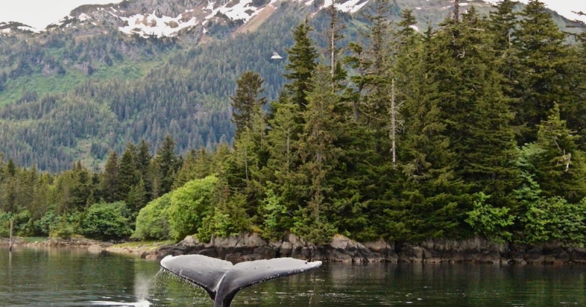 The Best Wildlife Viewing Spots in Prince William Sound | ALASKA.ORG