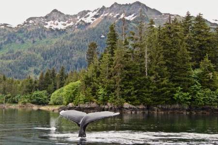 The Best Wildlife Viewing Spots in Prince William Sound