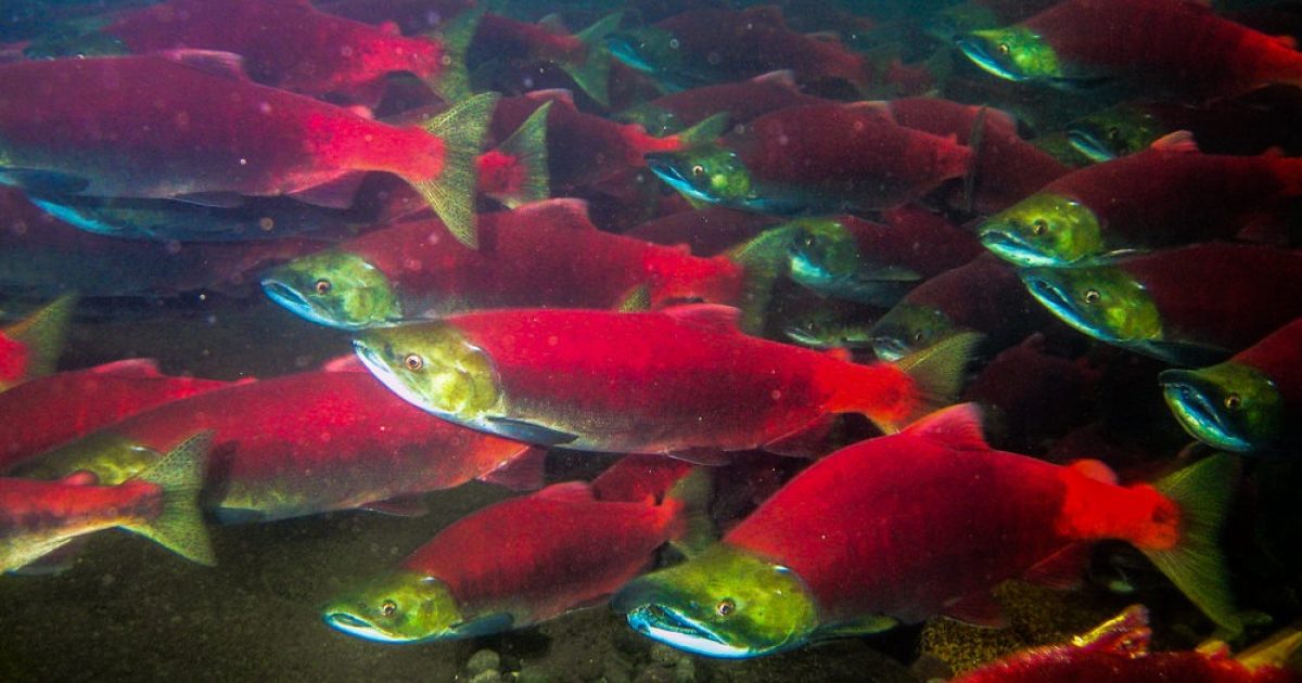 The Best Salmon Viewing Spots in Anchorage, Alaska