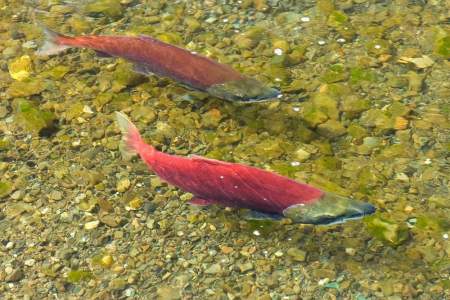 Salmon viewing spots in alaska Red salmon redd
