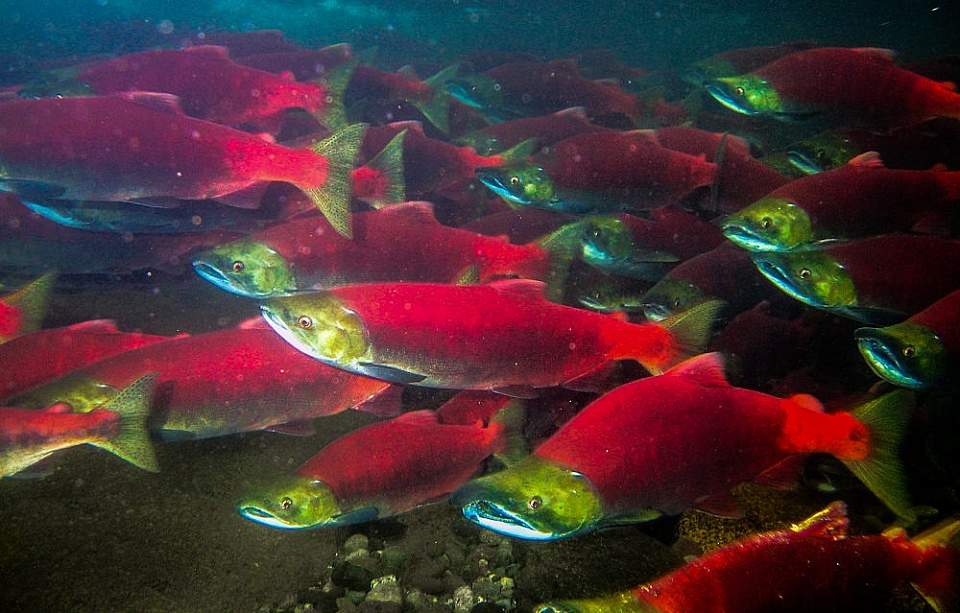 Marvel at the sight of thousands of fish schooling in gigantic tanks by visiting one of the salmon hatcheries.