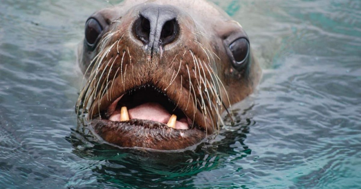 Alaska Steller Sea Lion Haulouts Guide To Spotting Sea…