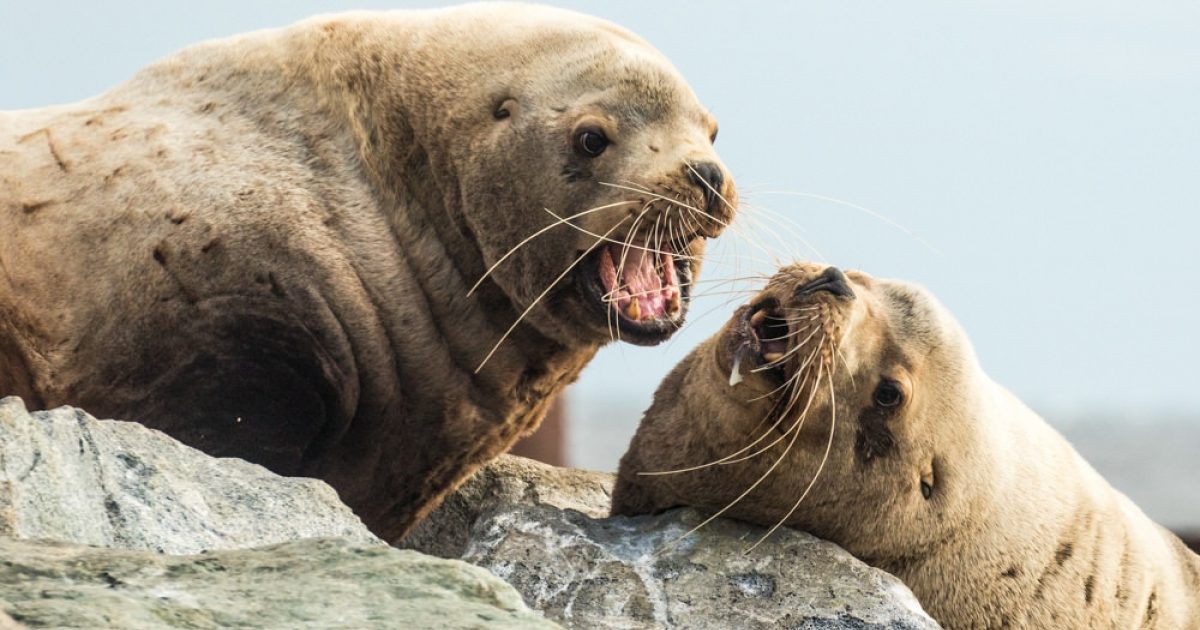 Steller's Sea Lion | ALASKA.ORG