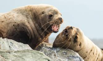 Sealions flckr Two steller sea lions singing in harmony