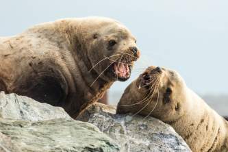Sealions flckr Two steller sea lions singing in harmony