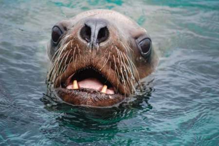 Alaska Steller Sea Lion Haulouts