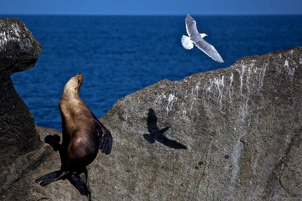 UPDATE: Sea lion roaming Sitka streets returns to water