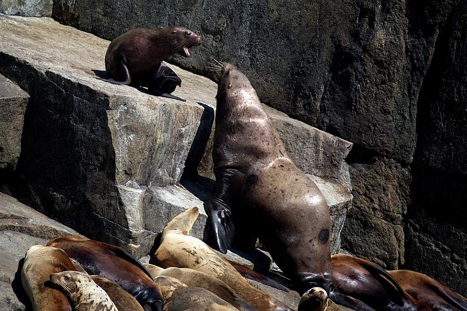 Steller Sea Lion and it's pup