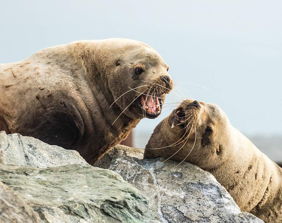 See several sea lion haulouts in Prince William Sound