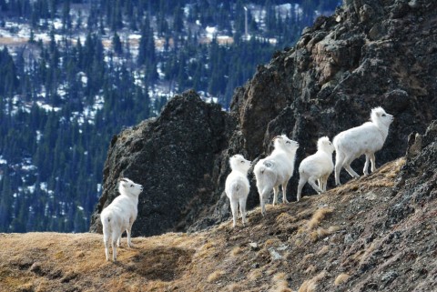 Dall sheep29814809286 3f57c0a70f o