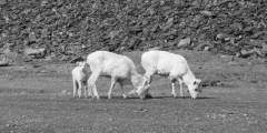 Callisto Cliffs Goats in Kenai Fjords National Park
