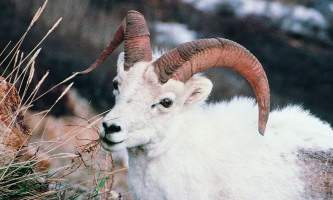 Alaska sheep mt goat Dall Sheep