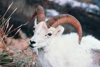 Alaska sheep mt goat Dall Sheep