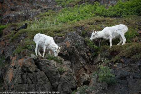 Dall Sheep Viewing in Atigun Pass