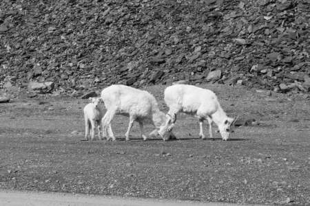 Callisto Cliffs Goats in Kenai Fjords National Park