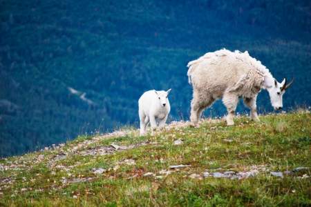 Mt goat spots alaska Cooper Landing Sabrina Kahles Sabrina Kahles