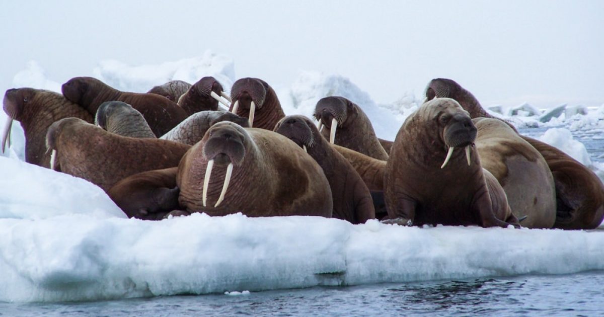 Alaska Walrus Haulouts Places To See Walruses In Alaska