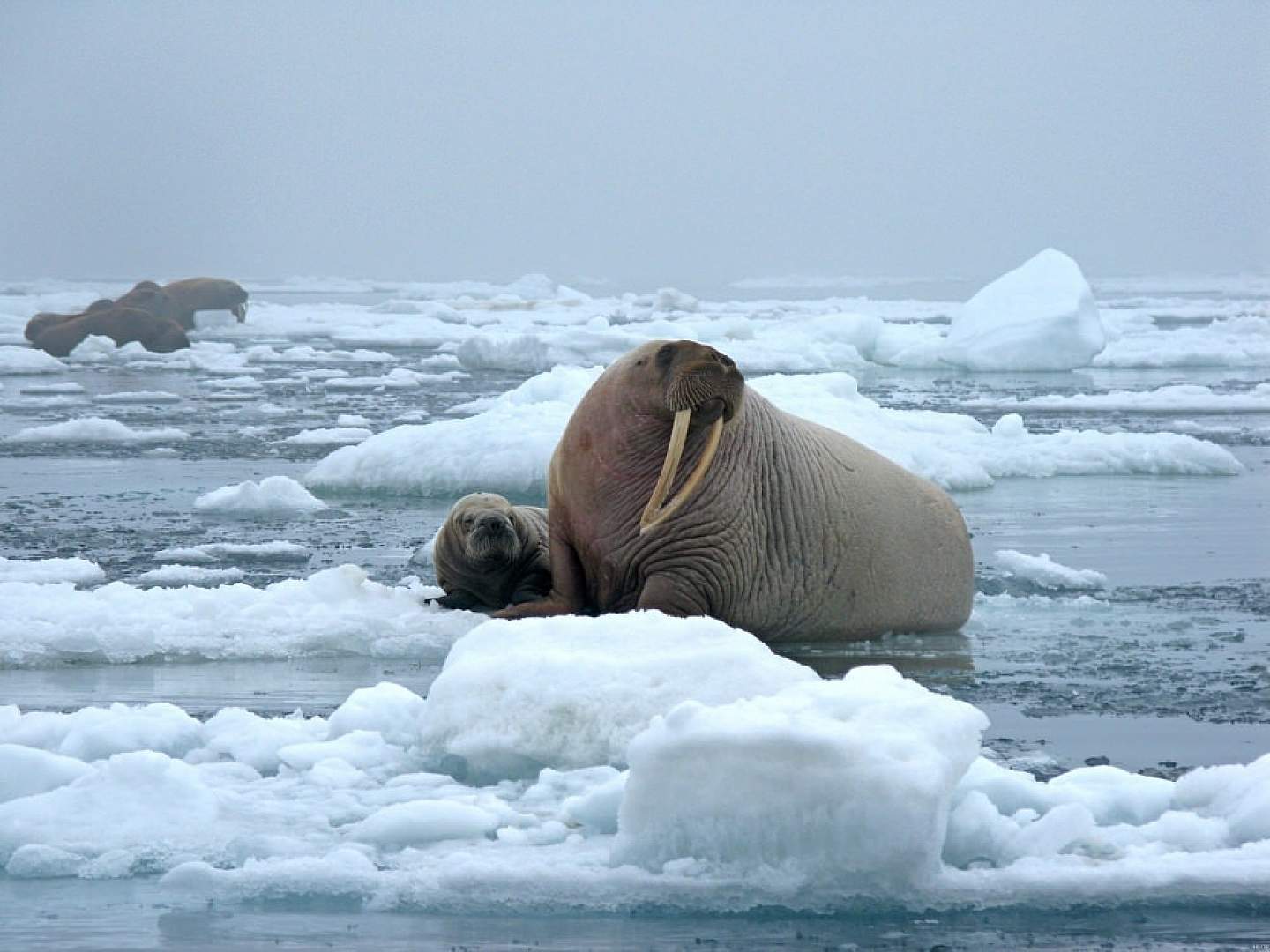Alaskan Walrus in their natural habitat