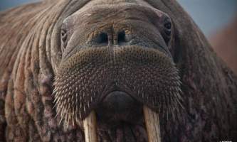 Alaska walrus haulouts Walrus 02
