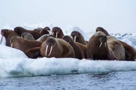Alaska Walrus Haulouts