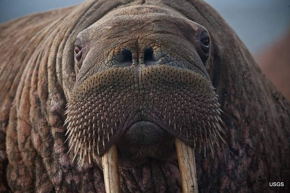 Close up of a female walrus resting after entering the haulout