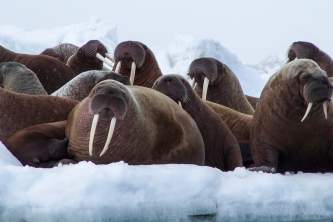 Airport Photo Contest Jeffrey Kashatok Walrus Haulout Jeffrey Kashatokalaska walrus haulouts