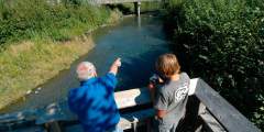 Williwaw Creek Fish Viewing Platform