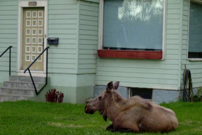 2004 05 15 Moose On Lawn 01 mwmu38