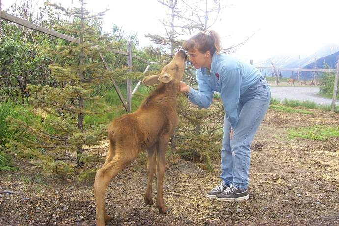 AK Wildlife Conservation Ctr 08 mwmv9n