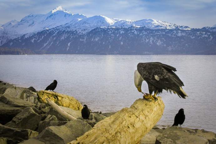 Alaska Wildlife Viewing: A Guide to Parking and Finding the Best Spots