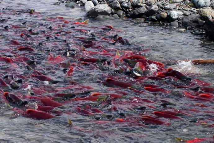 Alaska natural phenomena kenai peninsula salmon run jim taylor ph4ghx