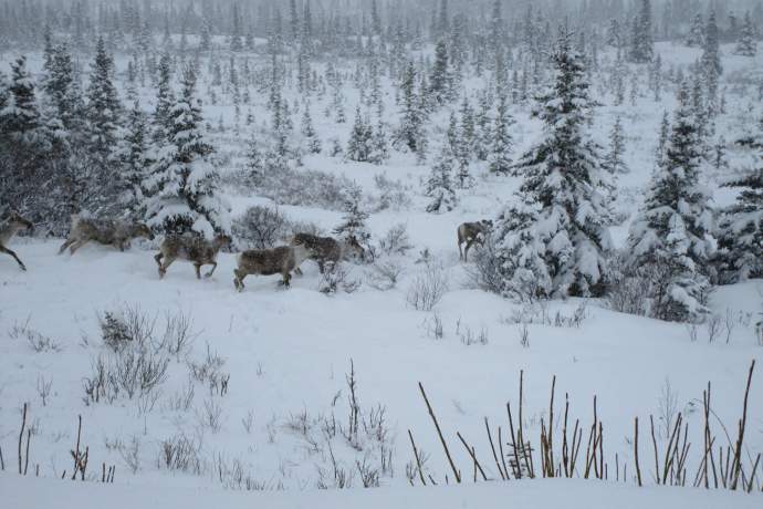 Best caribou viewing Steese Caribou Robin Frerichs pdkbhx
