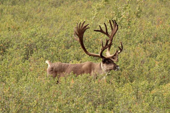 Best caribou viewing denali national park caribou lynn dean pdk9g4