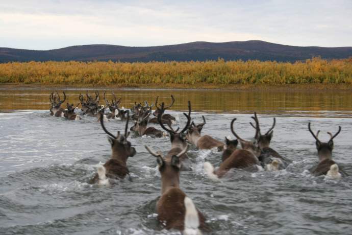 Best caribou viewing kobuk river caribou jacqueltn crace murray pdkbyo
