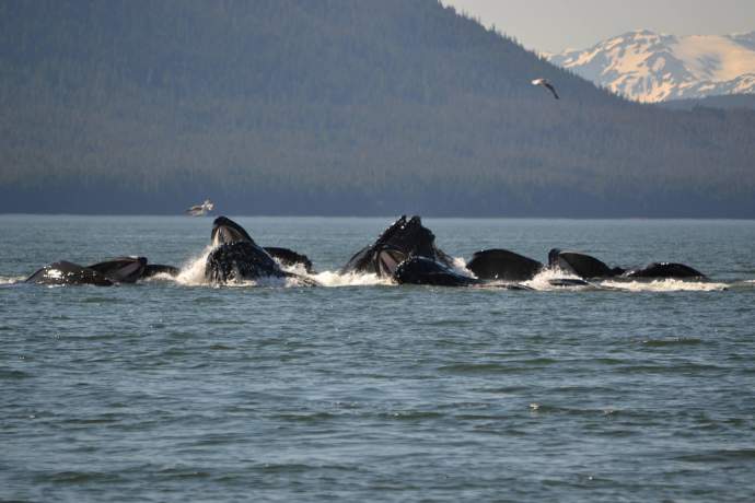 seasickness whale watching