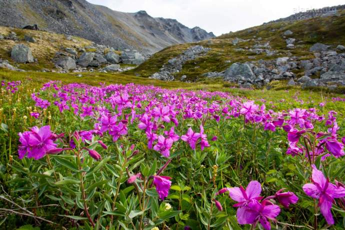 Seasonal rhythm of alaska high summer pdkkgi