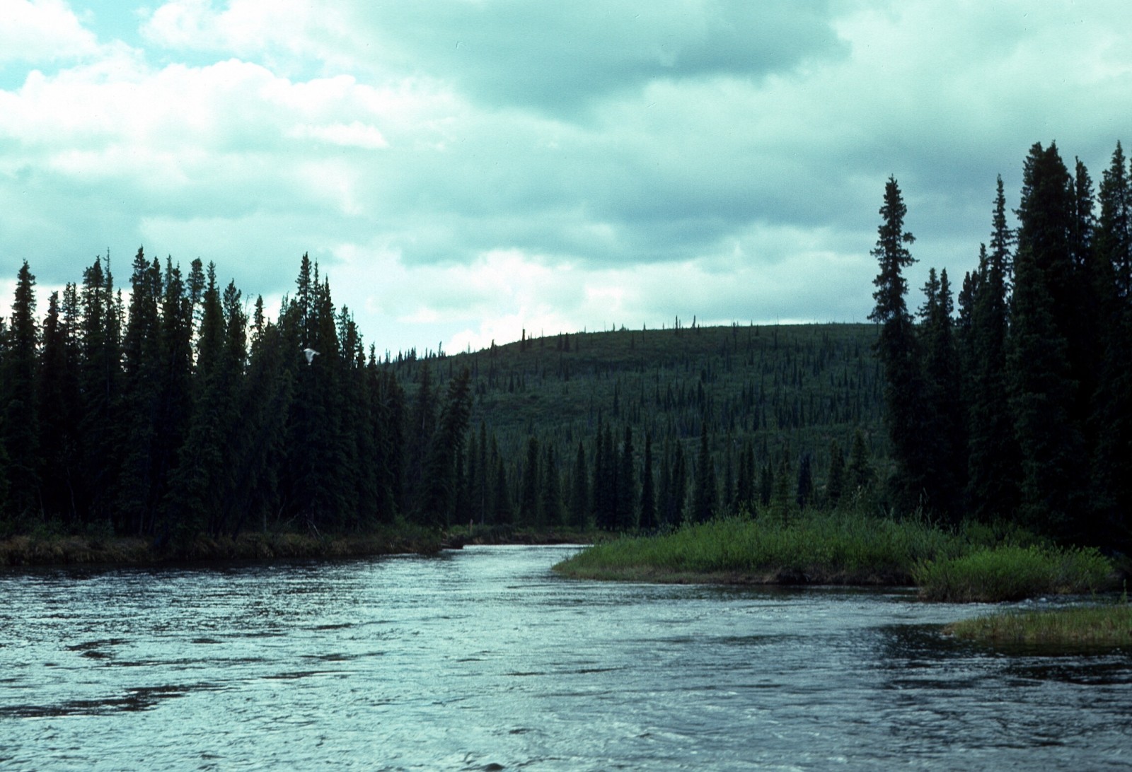 Gulkana River (Lower)