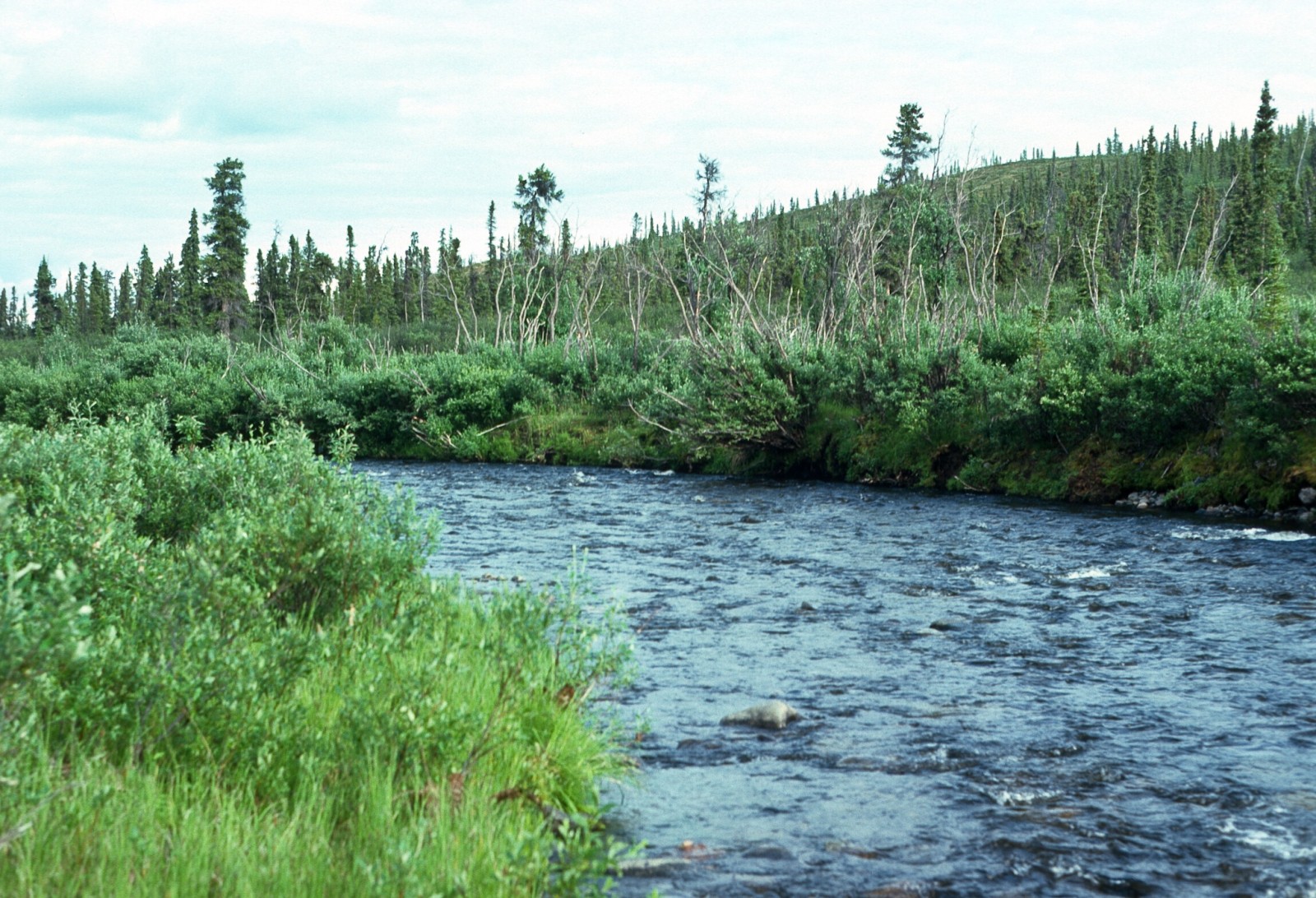 Huslia River | ALASKA.ORG