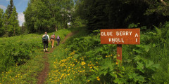Blueberry Knoll