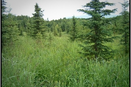 Baxter Bog/Pfleiger Park