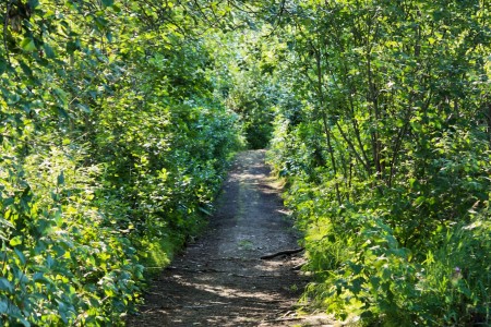 Wagon Road Trail (McCarthy Access)